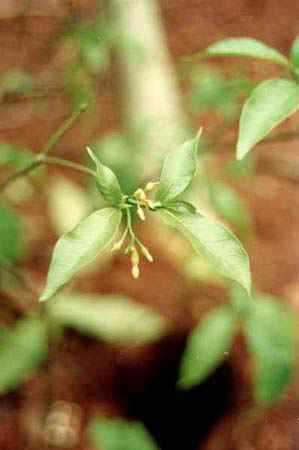 les fleurs s'ouvrent